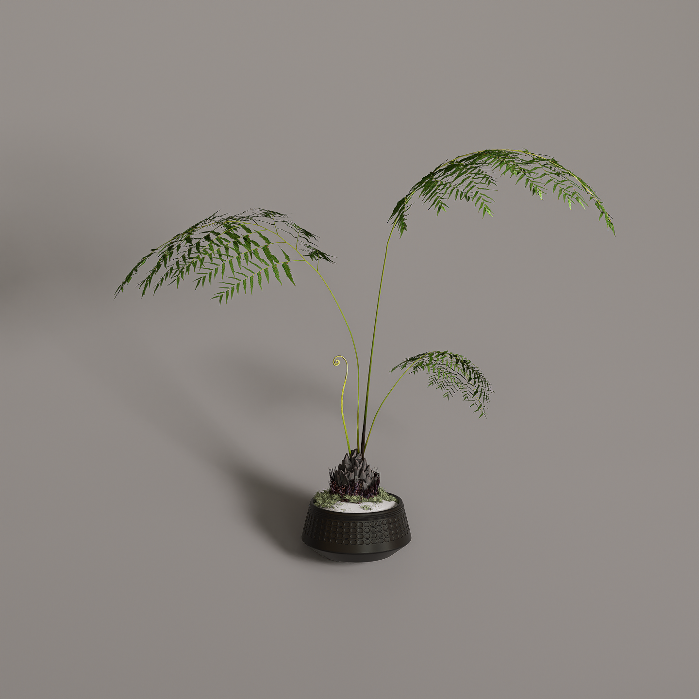 植物2_20240716